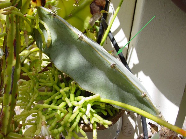 Hylocereus _bronxensis